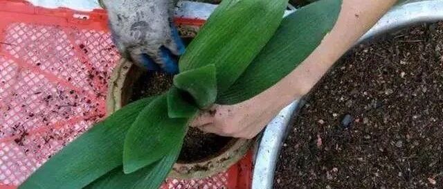 春天捡5种“废料”垫盆底，3年不烂根，啥花都爆盆！