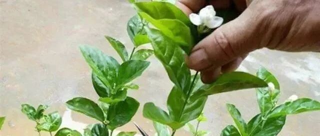 养花最易犯的5个“坏毛病”，不注意啥花都养不好！