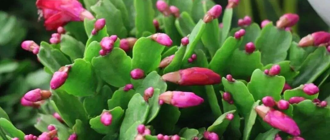 蟹爪兰盆里放勺它，满头是花苞，叶片直立如铁，开花100朵