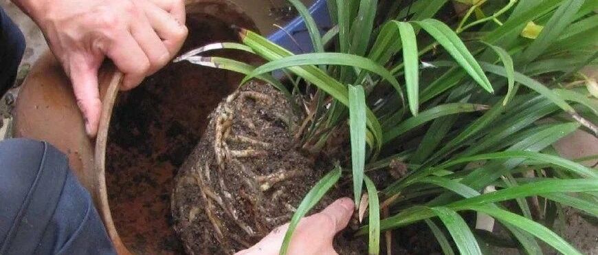 养花防烂根，7种透水“材料”，随便选1种垫盆底，根系又白又胖