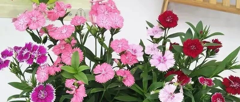 秋冬养这4种花，空气清新、细菌少，家里养一盆，全家少生病！