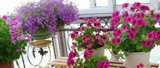 这10种花冬天别饿着，浇点水、施些肥，花开一波又一波