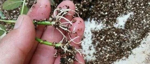 春季扦插花卉，牢记这4点，生根率翻倍！