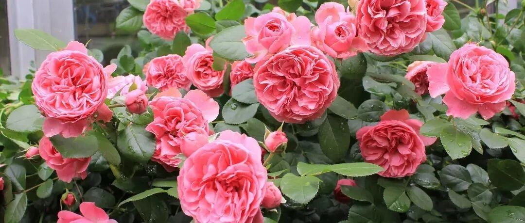 春天养花最怕3种水，越浇水死得越快！