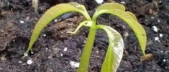 吃剩的“芒果核”别扔，丢进花盆里，比发财树还漂亮