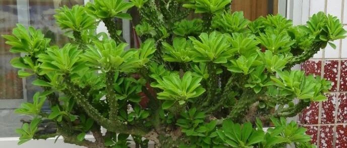 家里养这8种“丑花”，高大霸气，镇宅吉祥，一月不浇水也没事！