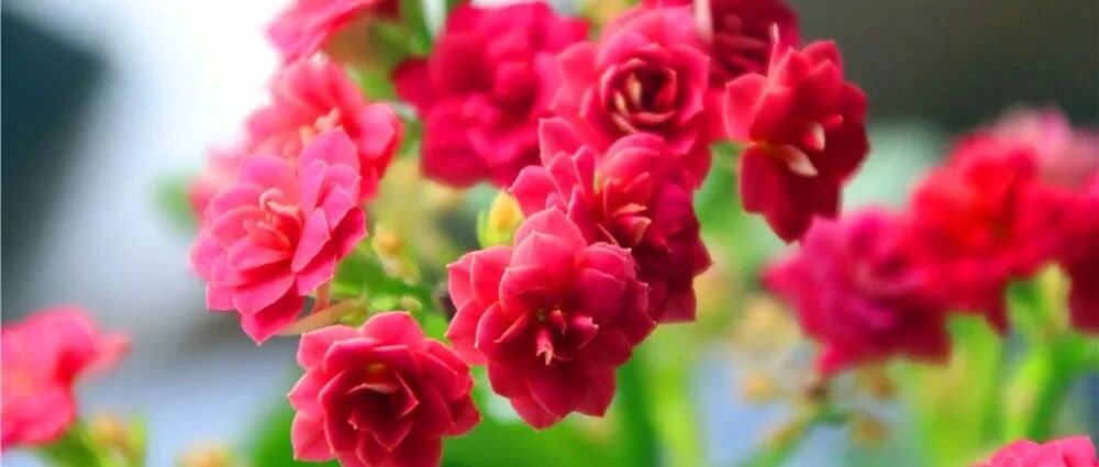 人养花、花也养人，家养10种花，清新空气、美化环境，越养越健康！