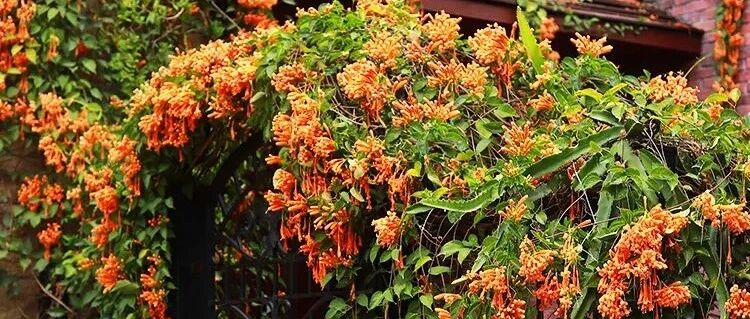 院墙下栽这9种花，2年就能爬满墙！