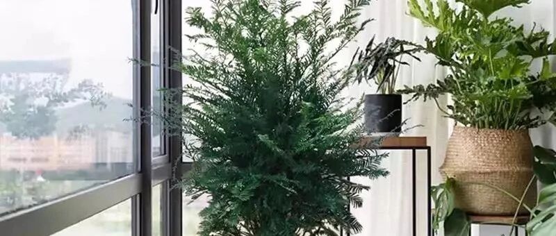 客厅最适合养的5种绿植，高大威猛，净化空气，守护全家健康