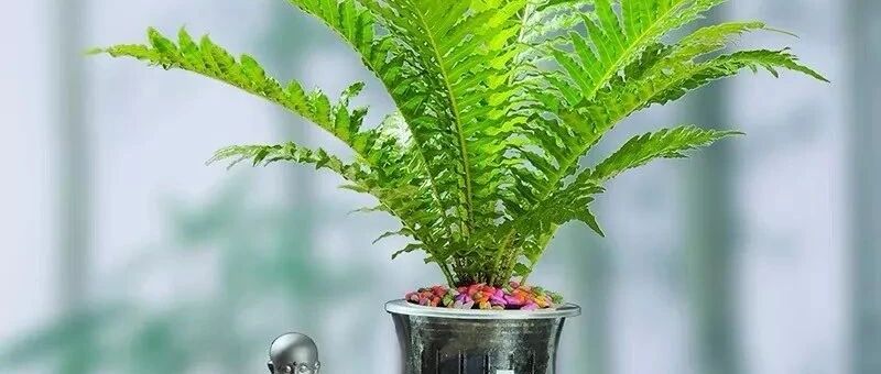 家养六种“富贵花”，吉祥又如意，富贵又生财，人人都喜欢！