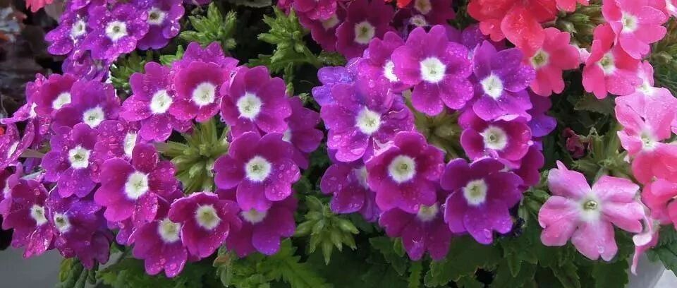 怎么晒都不会死的花卉，阳光越强越能盛开，现在种下2个月后开花！