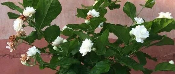 这几种最适合给老人养的花，家里有老人的最少养一种吧