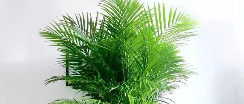 这四种花，个个都是“家庭守护神”，增湿、除甲醛、减异味，呵护全家健康！