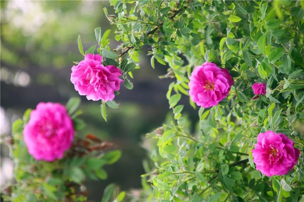 月季花和玫瑰花的区别_月季和玫瑰区别_月季和玫瑰区别图解