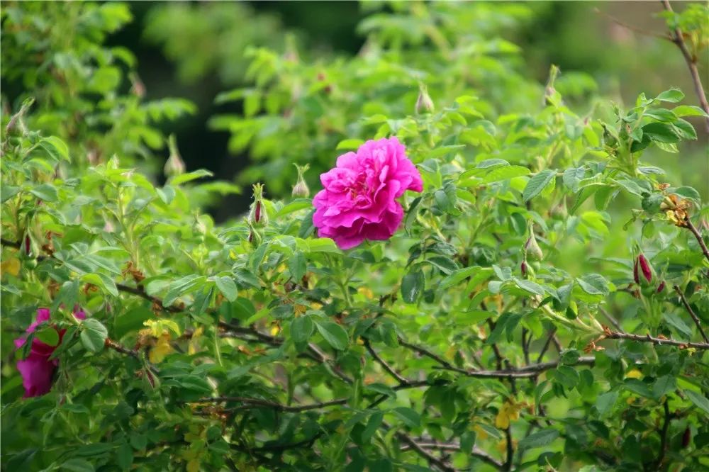 月季花和玫瑰花的区别_月季和玫瑰区别图解_月季和玫瑰区别