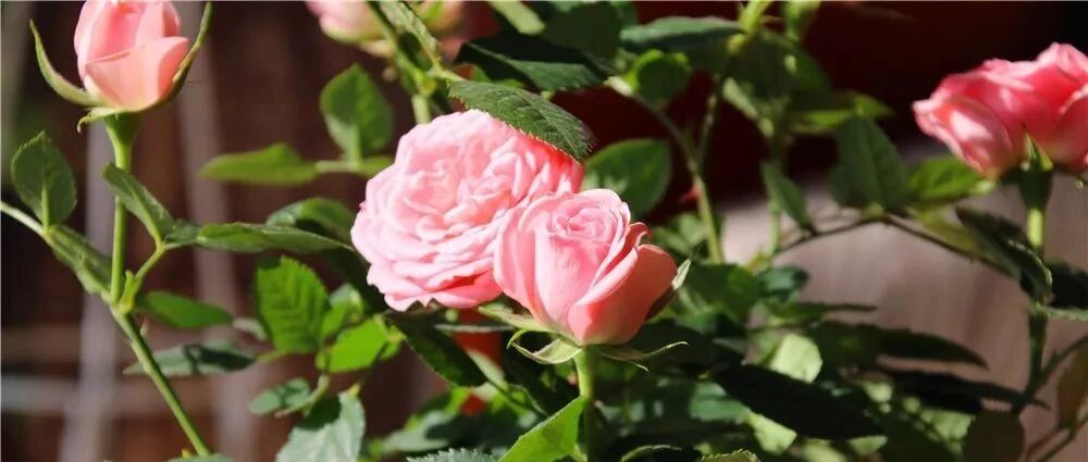 养花最佳的翻盆时刻就要到了，学会正确翻盆今年开花多一倍！