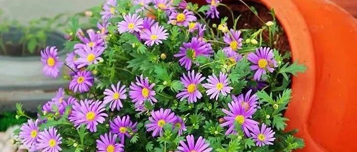 养花需牢记：三种土不能用、五种水不能浇、八种肥不能施！