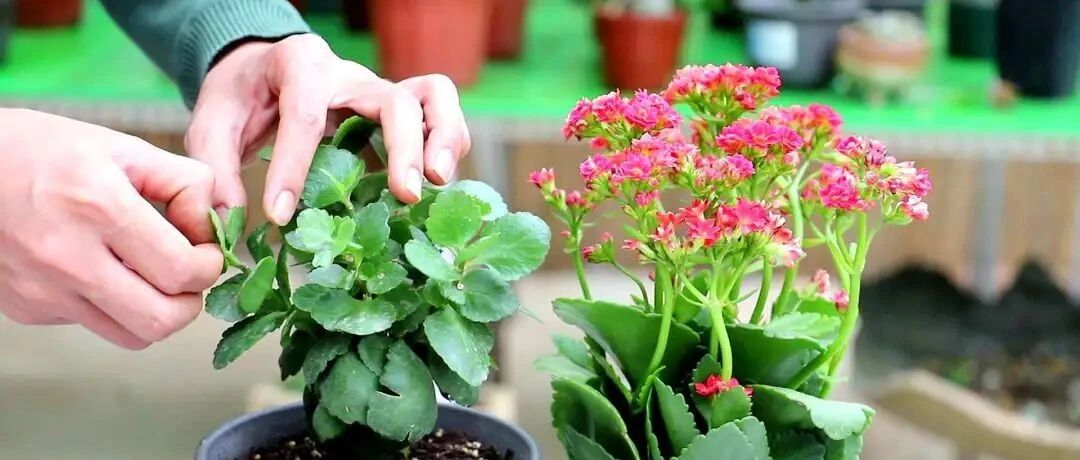 夏天养长寿花，掌握几个要点，平安度夏，秋凉早开花