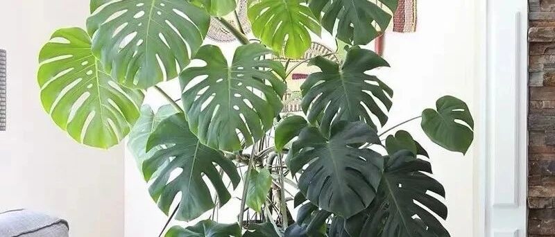 这八种花都是“老酒鬼”，一个月喝上一两杯，叶绿根壮、越长越有劲儿！