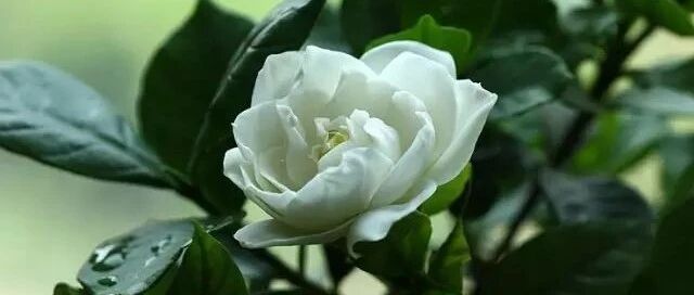 栀子不用买，9月-10月随便折个枝条就能插出一盆！