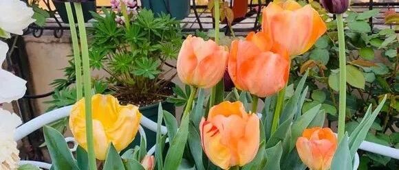 这3种花，春天赶快搬出去“冻一冻”，开花会更美！