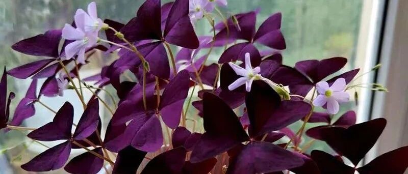 10种叶子花，典雅又浪漫，家里养几盆，叶比花娇，美成一幅画！