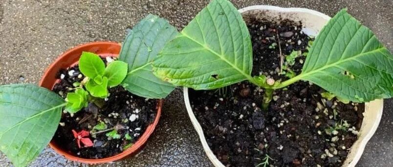 春季这个扦插繁殖的大好时机，千万别浪费!这几种植物赶快扦插!