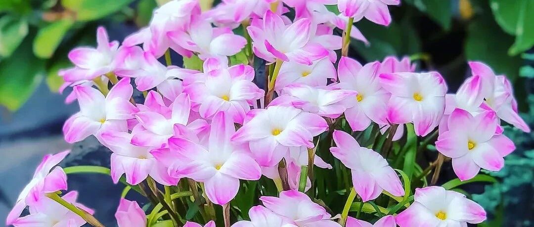 名字土掉渣的12种花，开花却惊艳了众人！