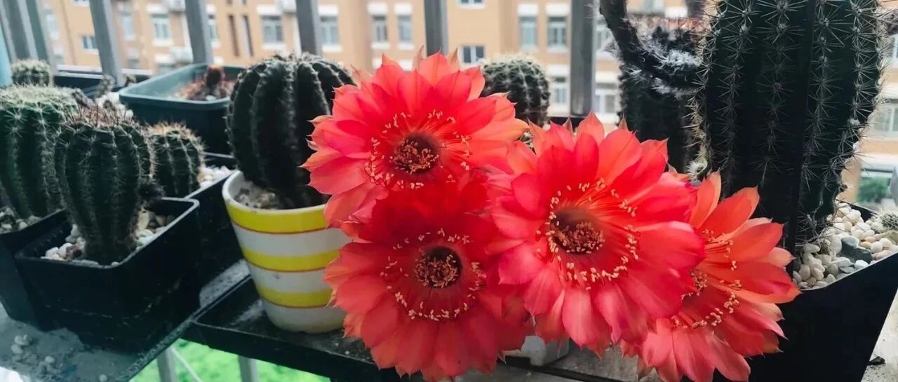 喜欢养花的朋友千万别错过这篇文章！