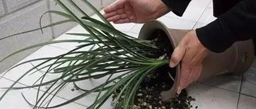 养花最佳的翻盆时间到了，这些花儿赶快翻盆啦！来年越长越美！