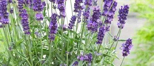 晚上睡不好？卧室养盆“助眠花”，净化夜间空气，一觉到天亮！