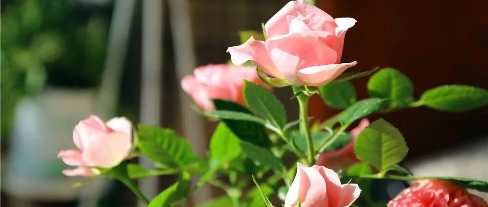 这8种花虽然很漂亮，但新手千万别买，养一盆死一盆！