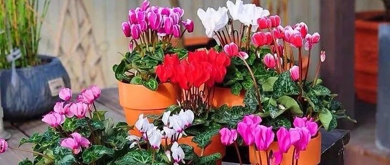 10种花最讨厌下雨天，烂叶又烂根，一不注意就死翘翘！