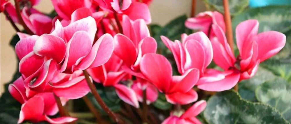 最全的仙客来养护方法来了，照着养，想要养死都很难！