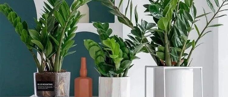 5种“招财树”，旺运旺家添喜气，招福招财好运来，家里养几盆，吉祥又如意！