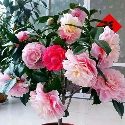 最爱“喝酒”的3种花，15天喝一次，枝繁叶茂，花朵开不停