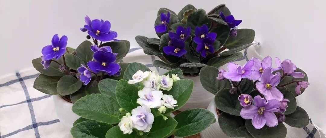 夏天这8种花不用买，掐片叶子丢土里，嗖嗖冒白根！