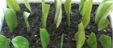 冬季扦插这3种植物最好，成活率超高，抓紧时间别错过了！