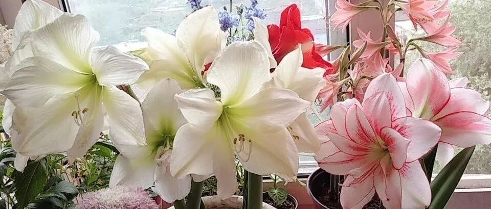 最值得养的六种花，每一种都美得让人心动！