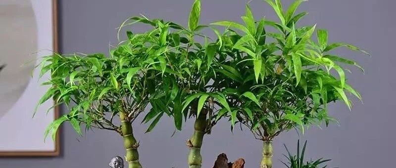 家里养这5种“竹”，青翠欲滴，镇宅吉祥，日子节节攀高！