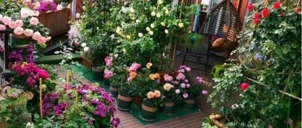 养花“走火入魔”的10种行为，占4条就是“无药可救”了，看看你有没有入魔？