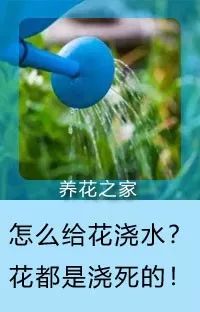 這張表能幫無數花友，喜歡養花的朋友千萬別錯過！ 家居 第15張