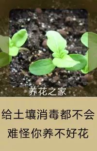 這張表能幫無數花友，喜歡養花的朋友千萬別錯過！ 家居 第29張