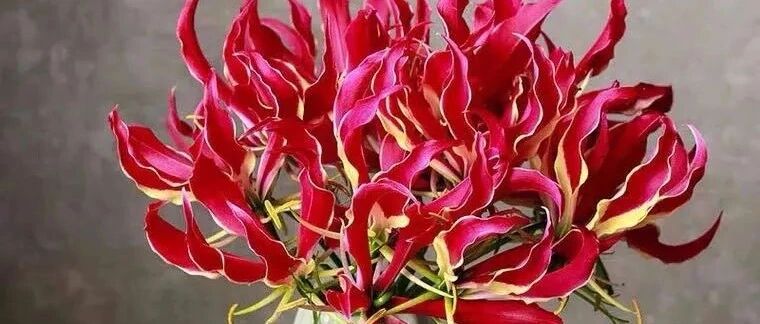 10种“耐热花”，38度高温下持续开花，家里养一盆，越热越开花！