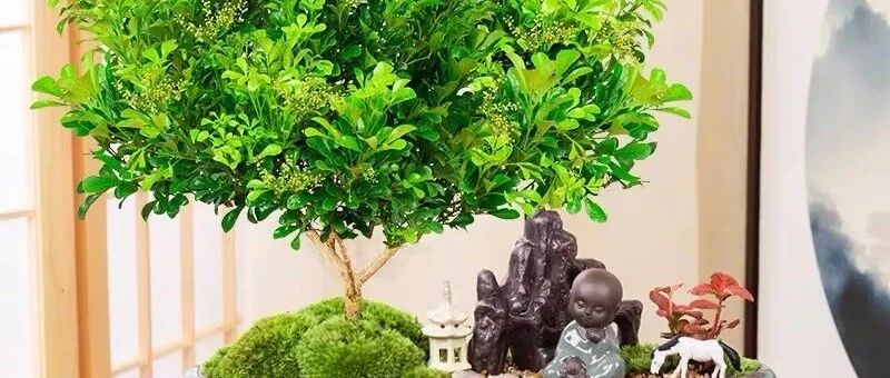 秋冬养这4种花，空气清新、细菌少，家里养一盆，全家少生病！