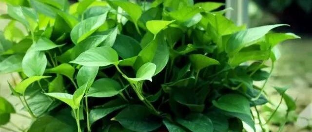 绿萝这样养，1个月就爆盆！