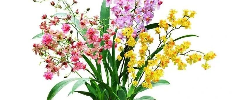 这几种花简直美炸了，不养上一盆遗憾一辈子！