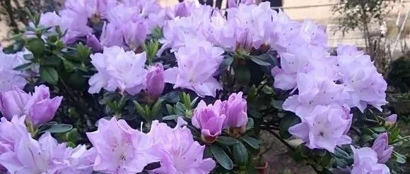 这五种花最爱喝啤酒，一个月喝上1次，叶子绿油油的，盆盆都长得旺！