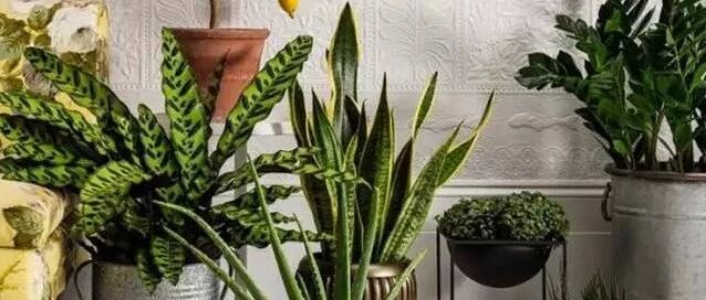 在家养这10种花，家里光线不好，也能养的很好！