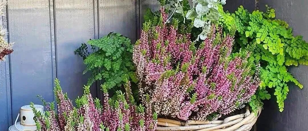 冬天养花就选它，零下20度也冻不死，家里养几盆，花繁色艳，美得移不开眼！